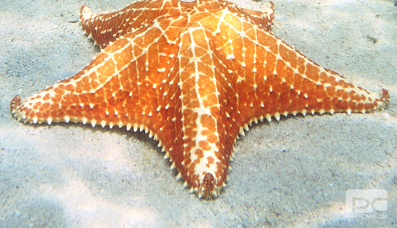 Scientific Research Reveals the Head Structure of Starfish